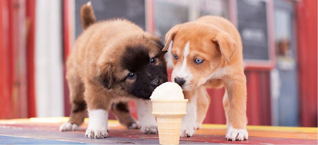 dog eating ice cream