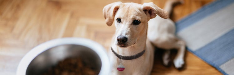 A dog looking at the camera AI-generated content may be incorrect.