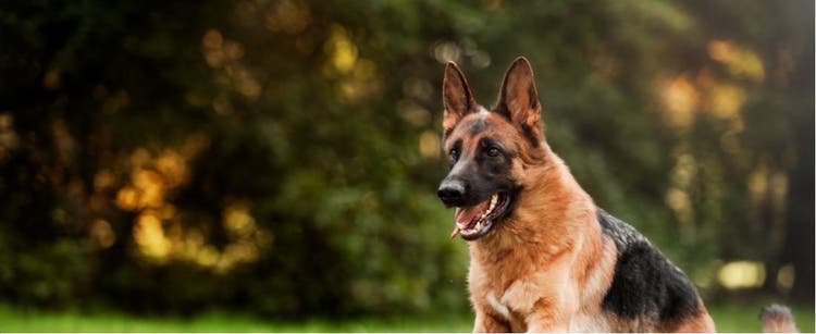 A German Shepherd plays in the park.