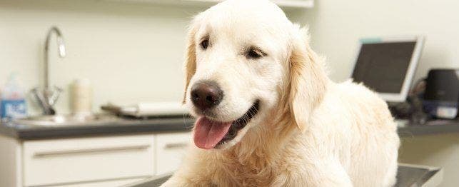 www.petplace.com