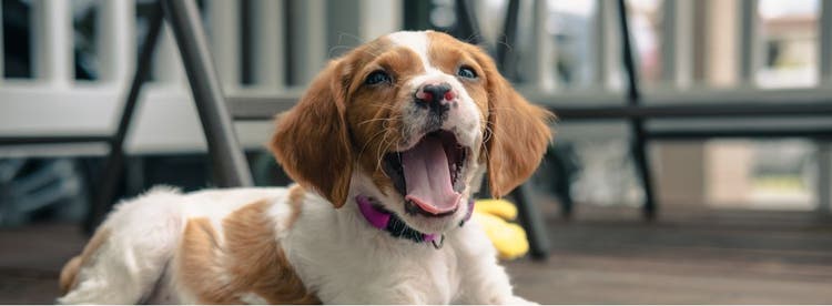 A Brittany Spaniel puppy.
