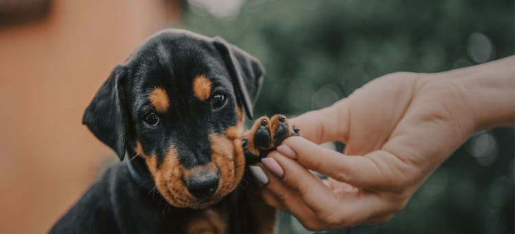 Here are tips for grooming your dog's nails.