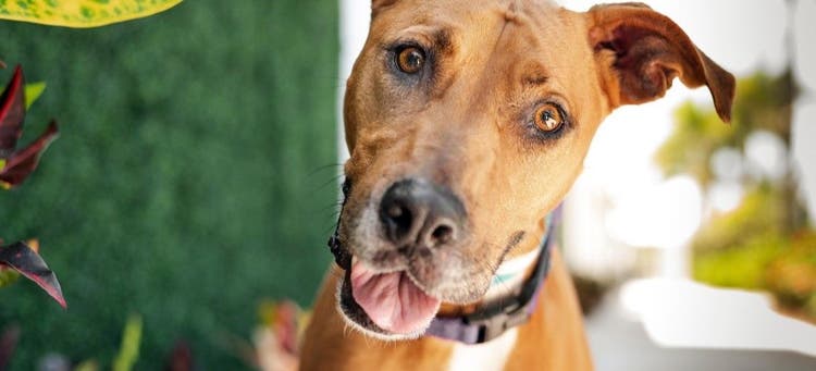 Arthritis can affect dogs of all ages.