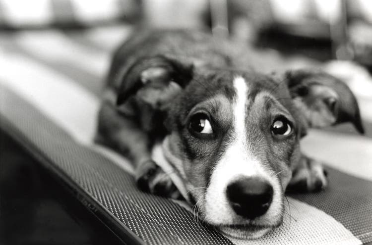 Acute diarrhea in dogs