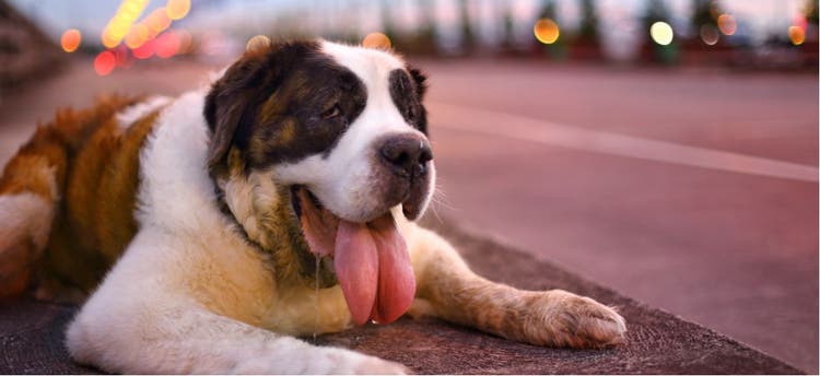 A St. Bernard dog excessively pants.
