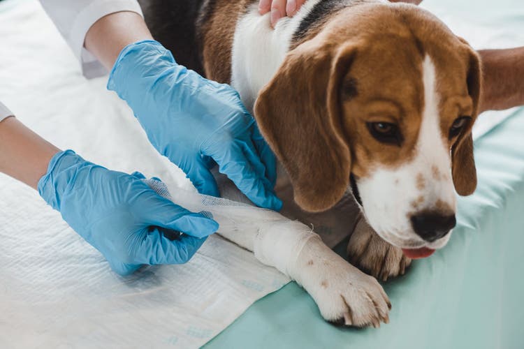 cystotomy in dogs