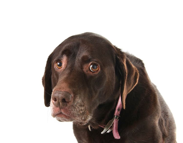 mammary gland swelling in dogs