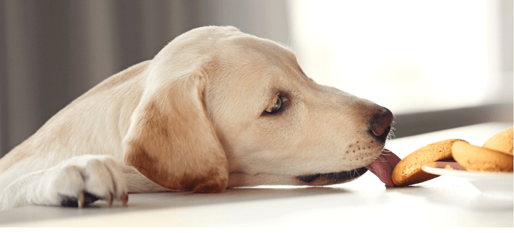 Dog reaching to eat a cookie containing xylitol.