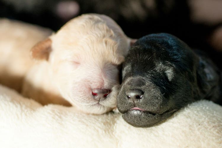 expecting puppies