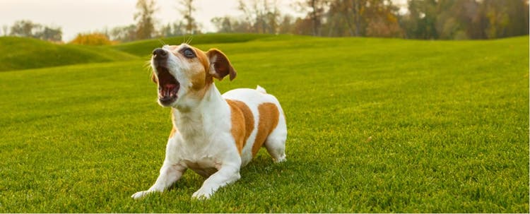 A dog barking excessively.