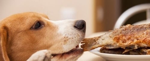 What table food is bad for dogs on sale