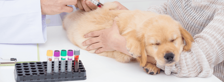 Low blood sugar in dogs