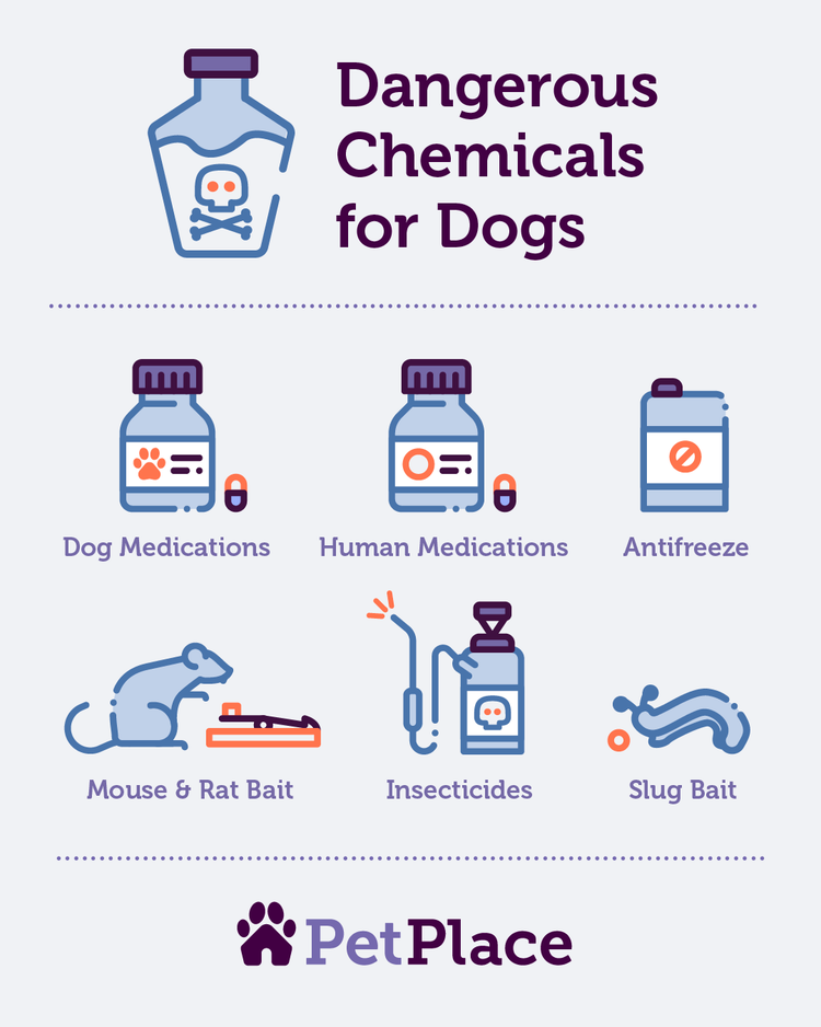 6 Deadly Poisons That Could Kill Your Dog | PetPlace.com