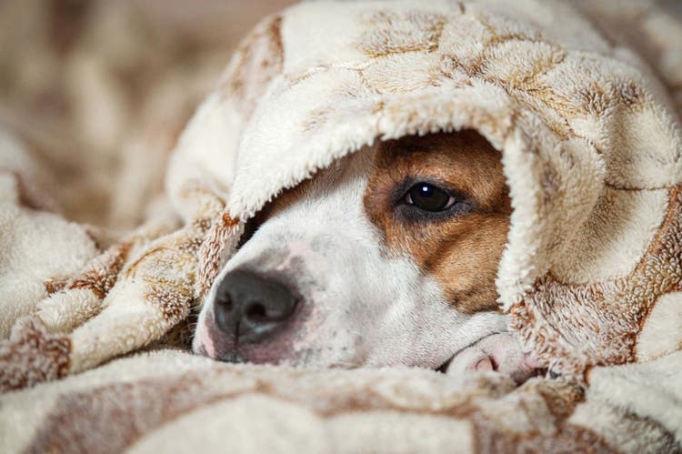 vomiting in dogs