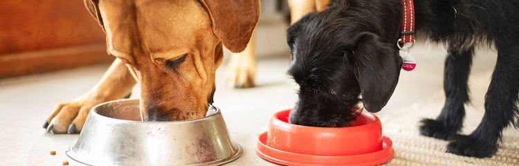 A dog eating from a bowl AI-generated content may be incorrect.