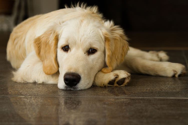 gastric foreign body in dogs