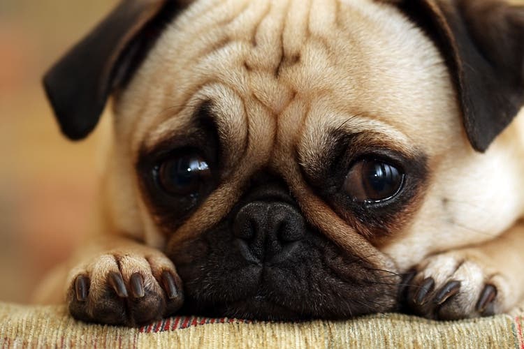 cloudy eye in dogs