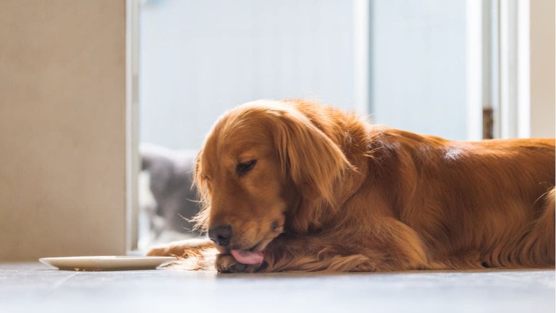 Why Does My Dog Lick His Paws? PetPlace
