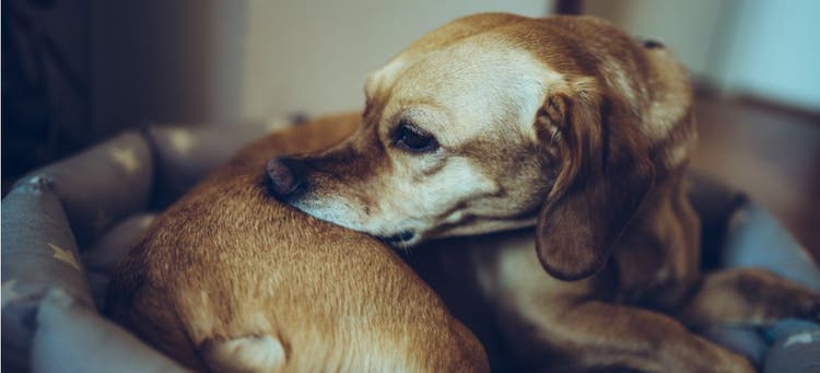 A dog with multiple skin conditions bites its backside.