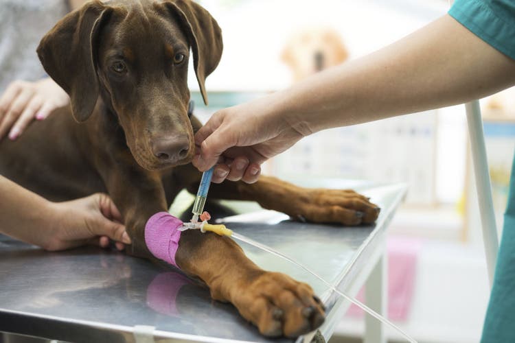 preparing your dog for surgery