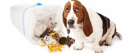 Dog food hotsell poisoning home remedy