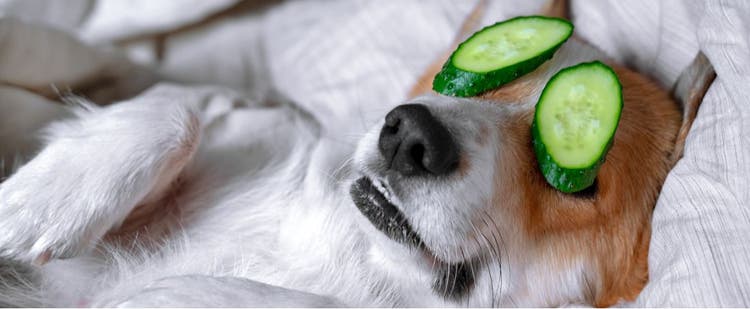 Can Dogs Eat Cucumbers PetPlace
