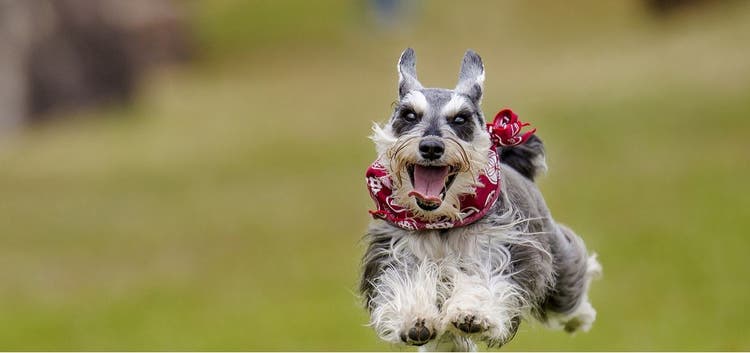 A Miniature Schnauzer runs in the park.