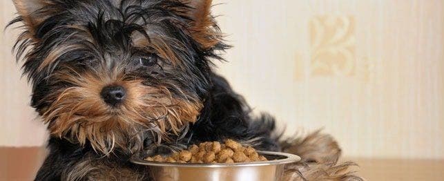 Chow time deals dog food