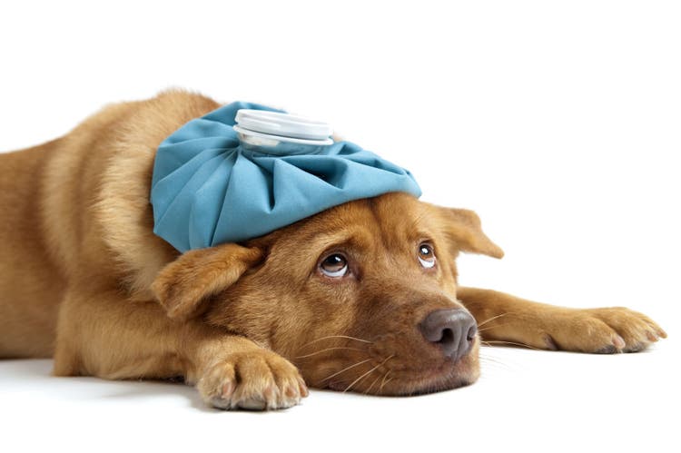 encouraging a sick dog to eat