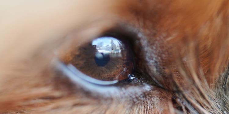 A close-up photo of a dog's eye.