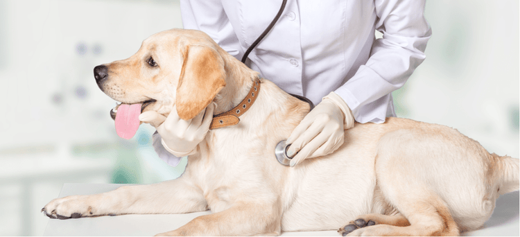 A dog at the vet for swallowing foreign objects, like hair ties.