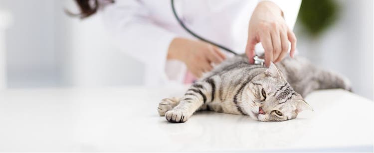 A veterinarian checks a cat's vitals.