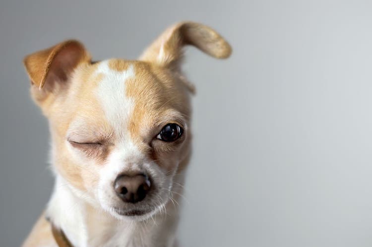 A dog close its eye due to eye pain.