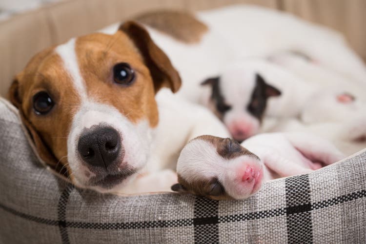 pregnancy termination in dogs