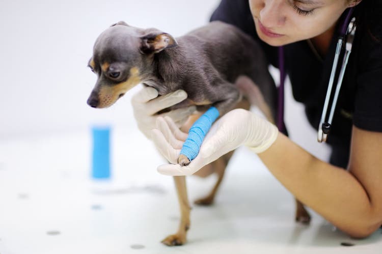 lifetime dog insurance