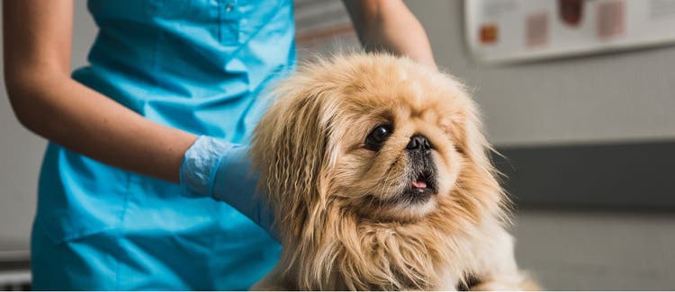 A dog gets examined during an emergency vet visit.