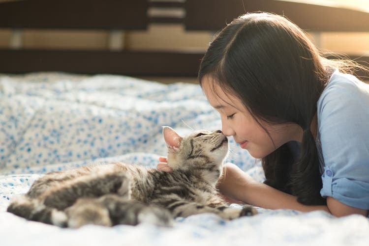 pet insurance lifetime cover