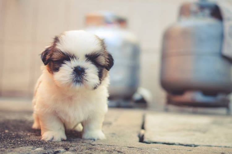 Little puppy