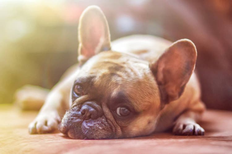 dog laying down
