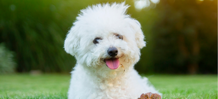 This lovable Bichon Frise is relaxing at the park.