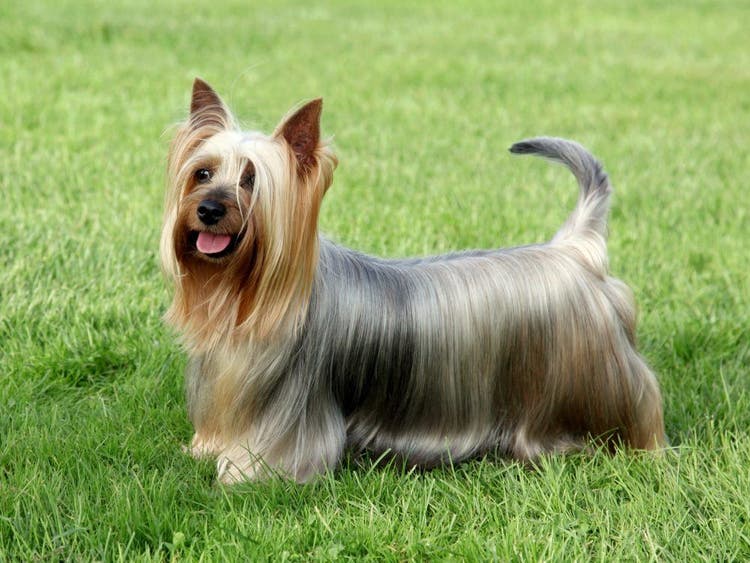 Selecting a Silky Terrier