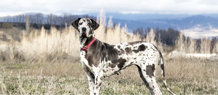 A black and white Great Dane poses in a desolate field.