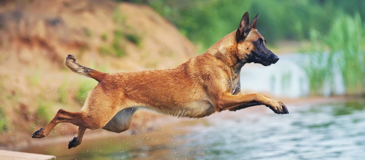 A Belgian Malinois takes a dip in a pond.