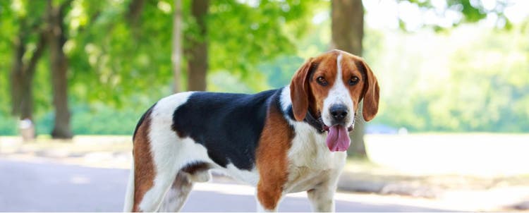Everything you need to know about the American Foxhound.
