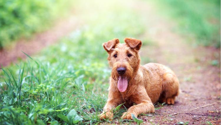 Breed details and history of Irish Terriers.