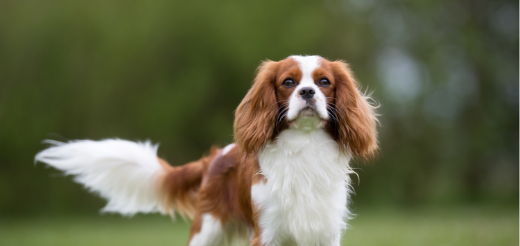 A white and red Cavalier King Charles Spaniel wags its tail/