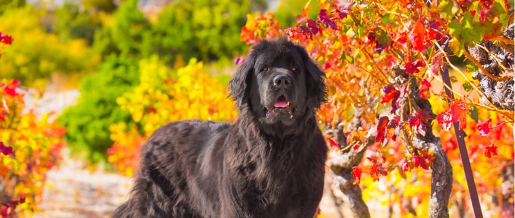 A Newfoundland dog in a fall setting.