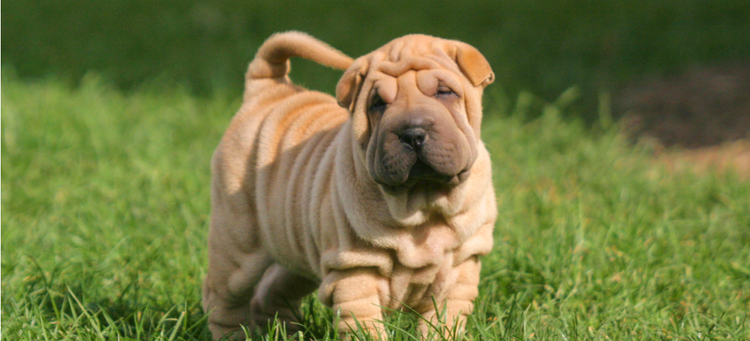 A cute Shar Pei plays in the grass.
