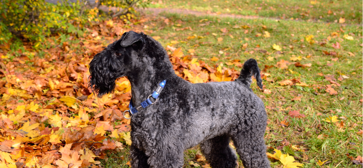 A Kerry Blue Terrier playing in the leaves.