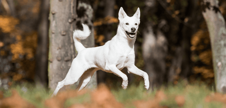 How to Choose a Canaan Dog